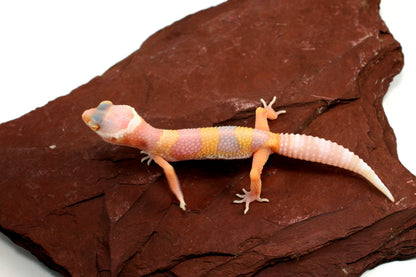 Bubblegum Albino Leopard Gecko All Reptiles