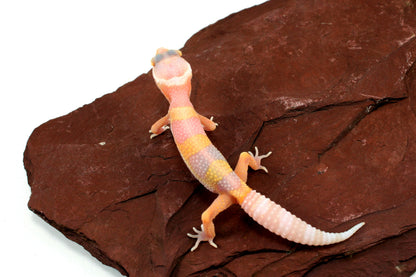 Bubblegum Albino Leopard Gecko All Reptiles