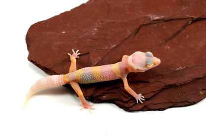Bubblegum Albino Leopard Gecko All Reptiles