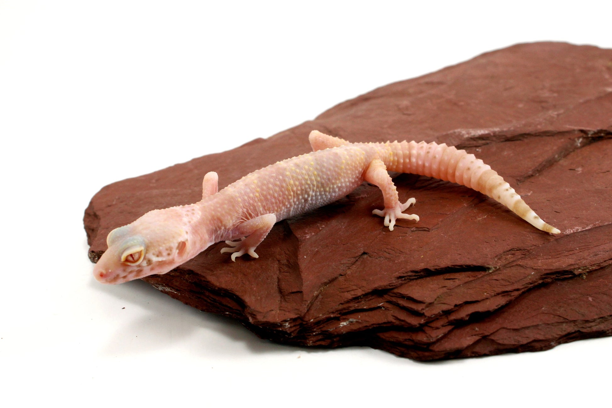 Albino Mack Snow Leopard Gecko All Reptiles