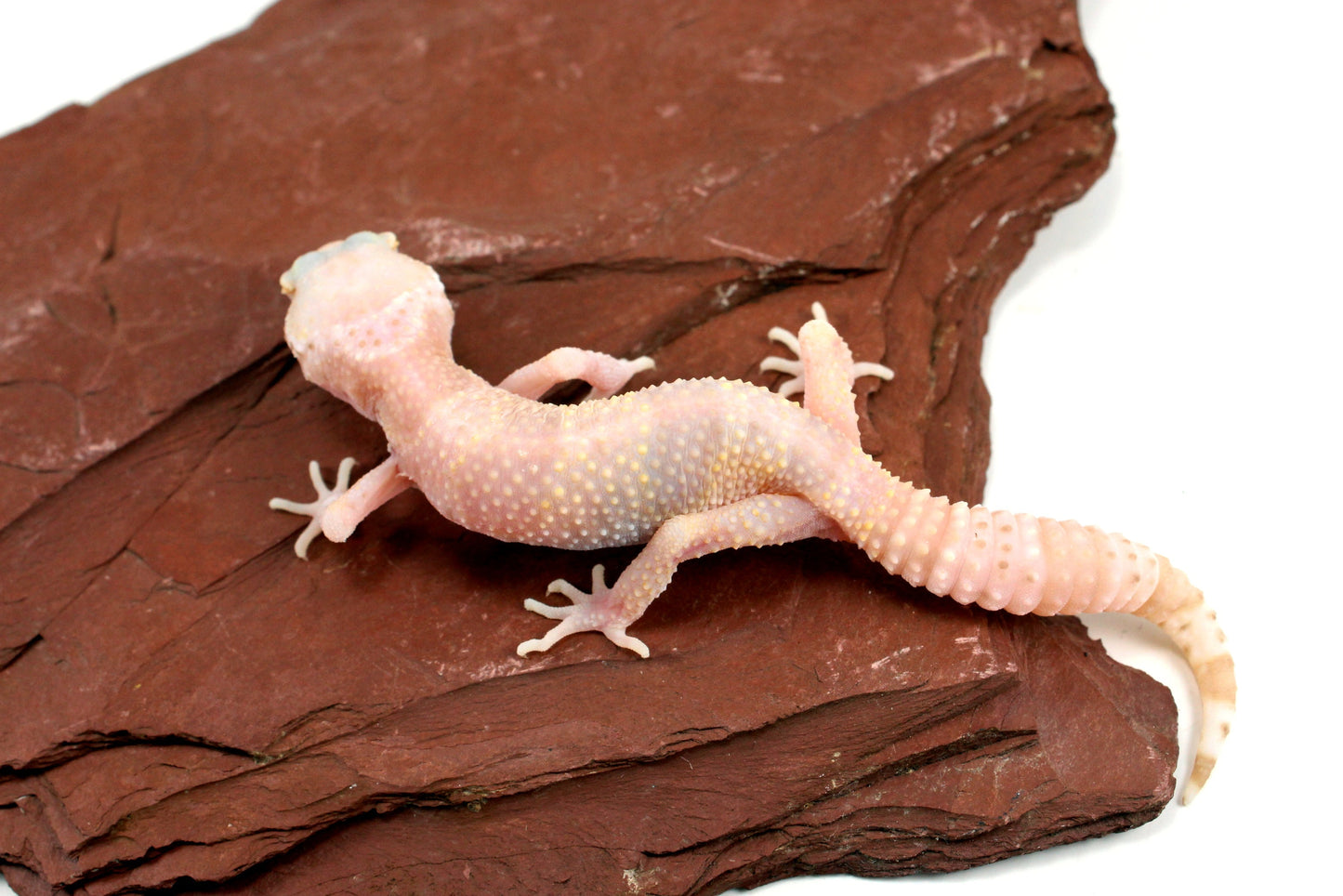 Albino Mack Snow Leopard Gecko All Reptiles