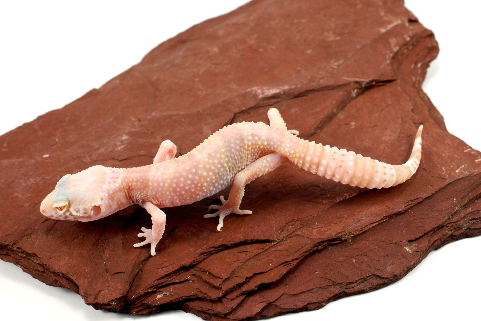 Albino Mack Snow Leopard Gecko All Reptiles