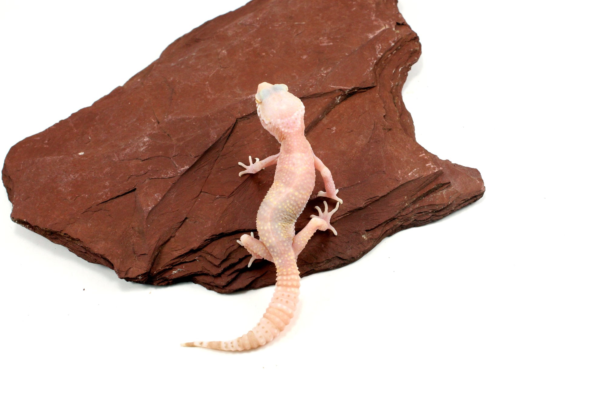 Albino Mack Snow Leopard Gecko All Reptiles