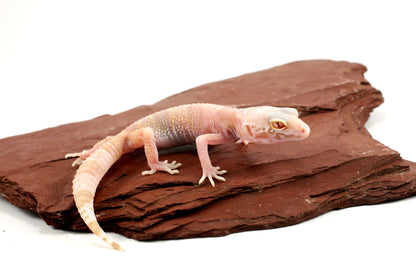 Albino Mack Snow Leopard Gecko All Reptiles