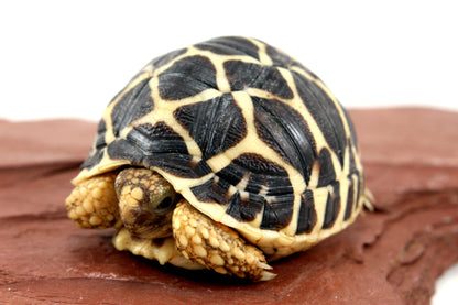 Indian Star Tortoise All Reptiles