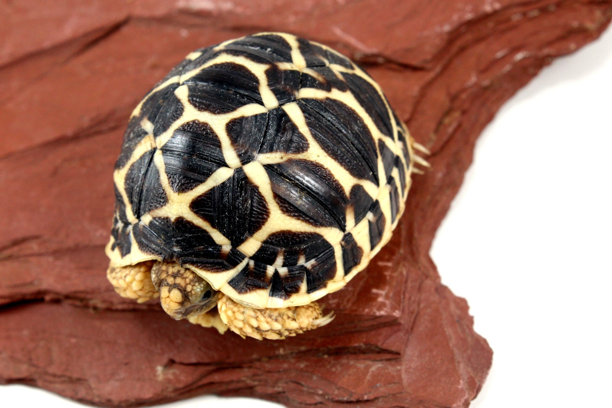 Indian Star Tortoise All Reptiles