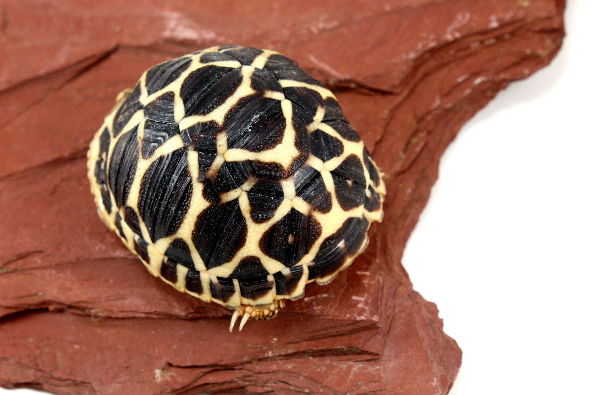Indian Star Tortoise All Reptiles