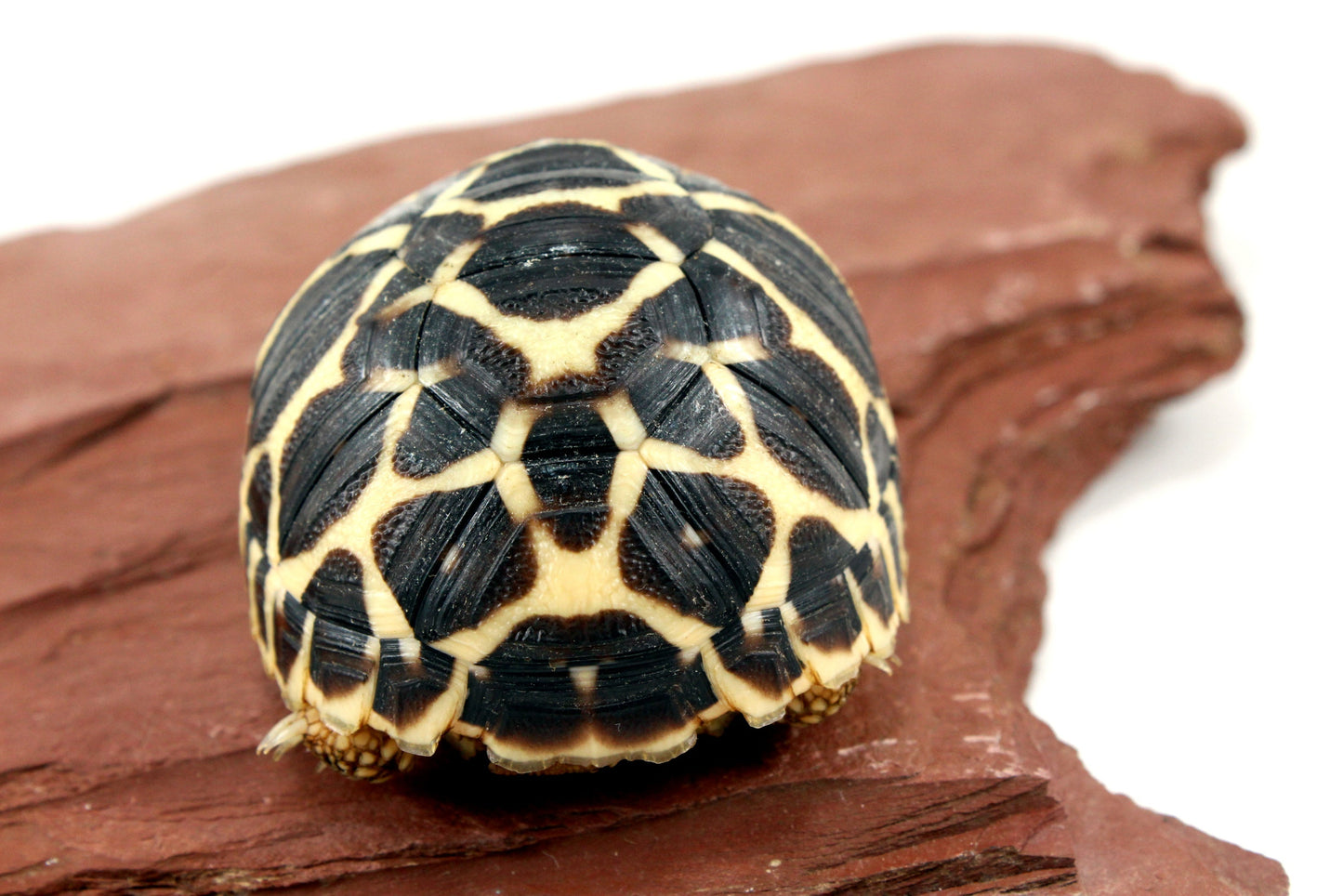 Indian Star Tortoise All Reptiles