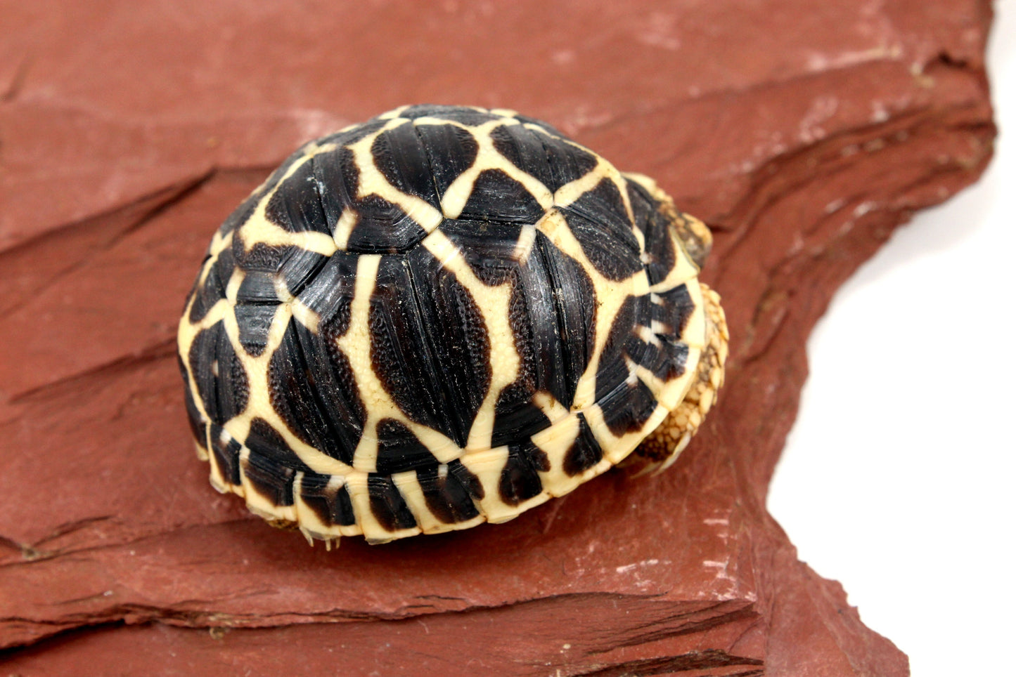 Indian Star Tortoise All Reptiles