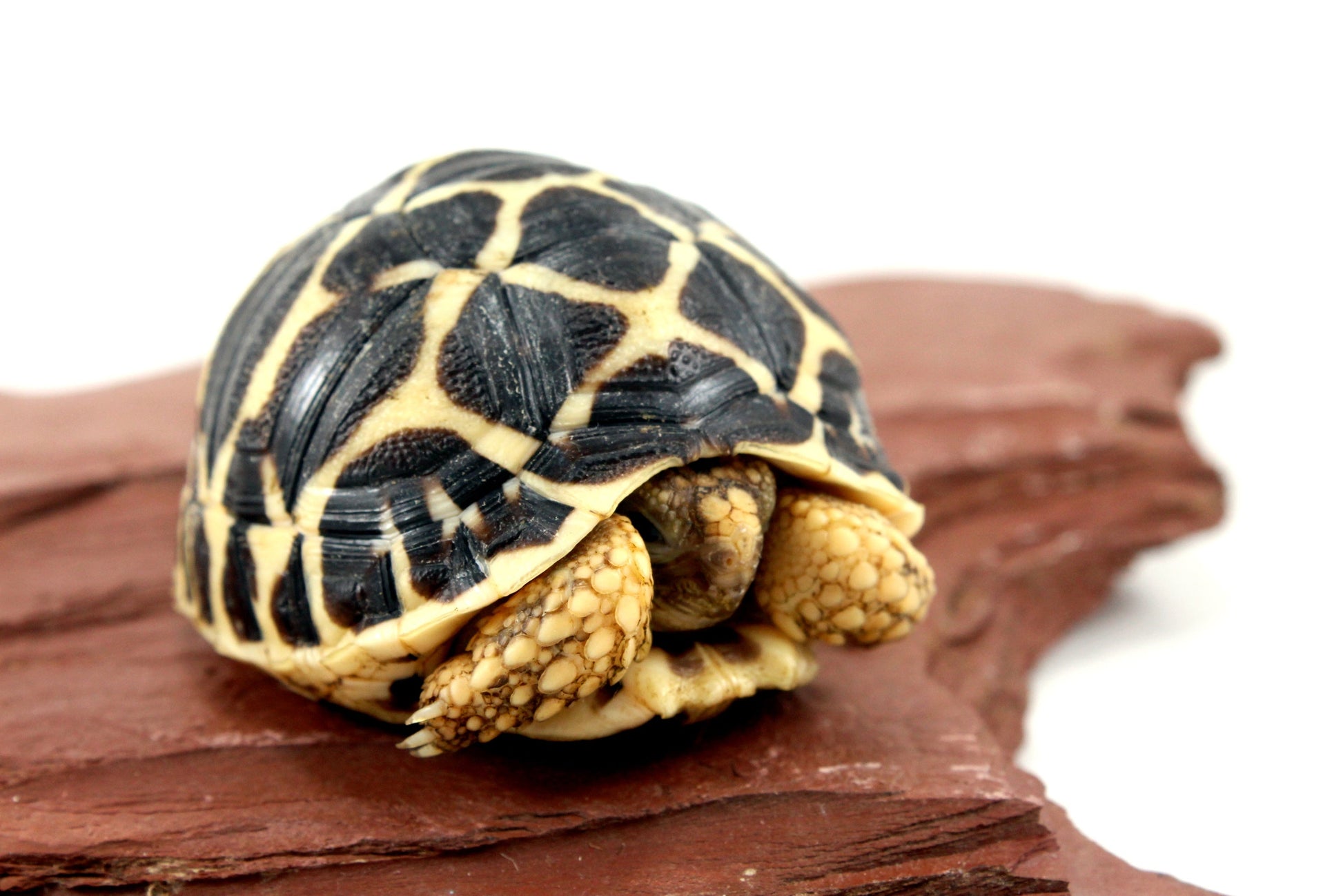 Indian Star Tortoise All Reptiles