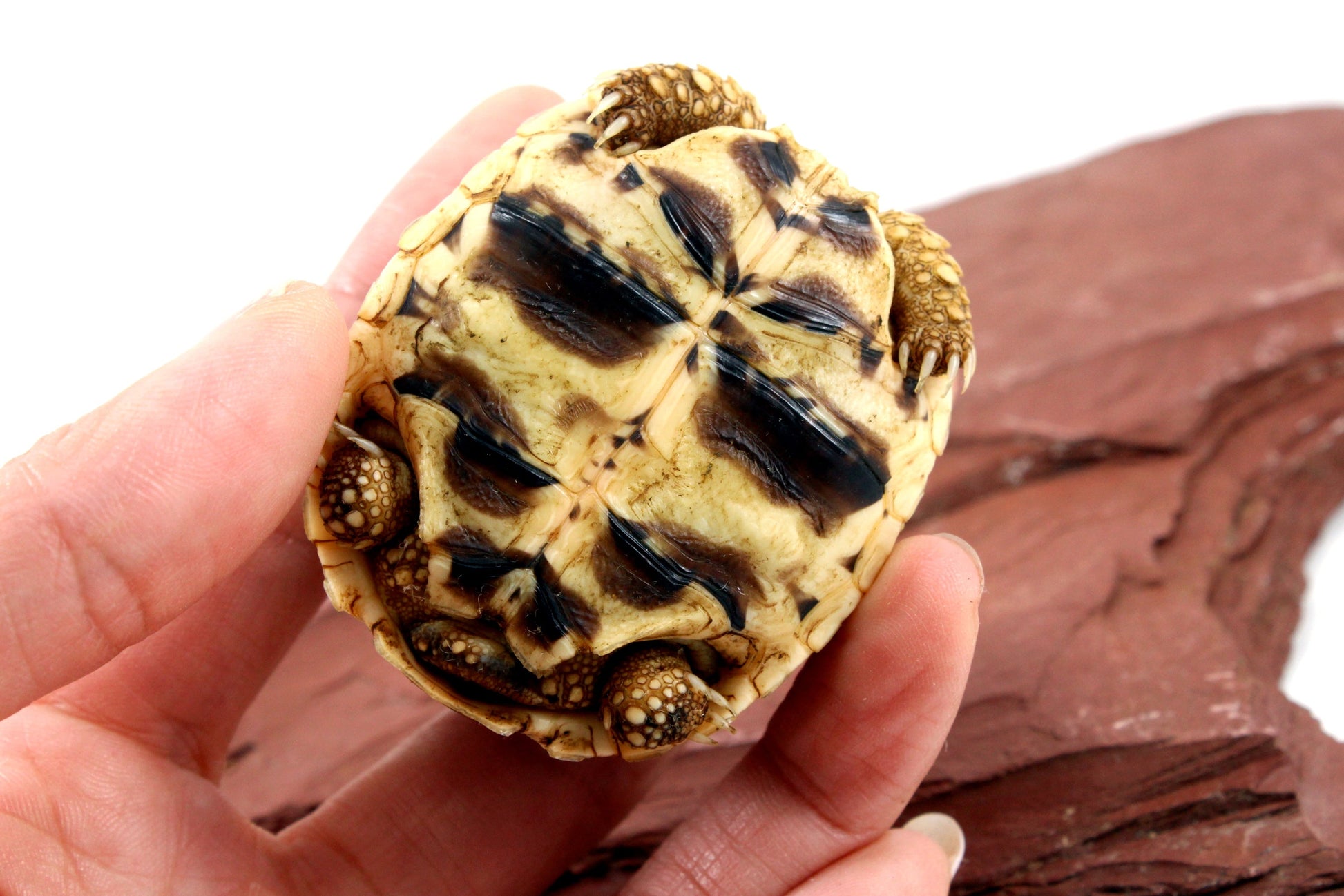 Indian Star Tortoise All Reptiles