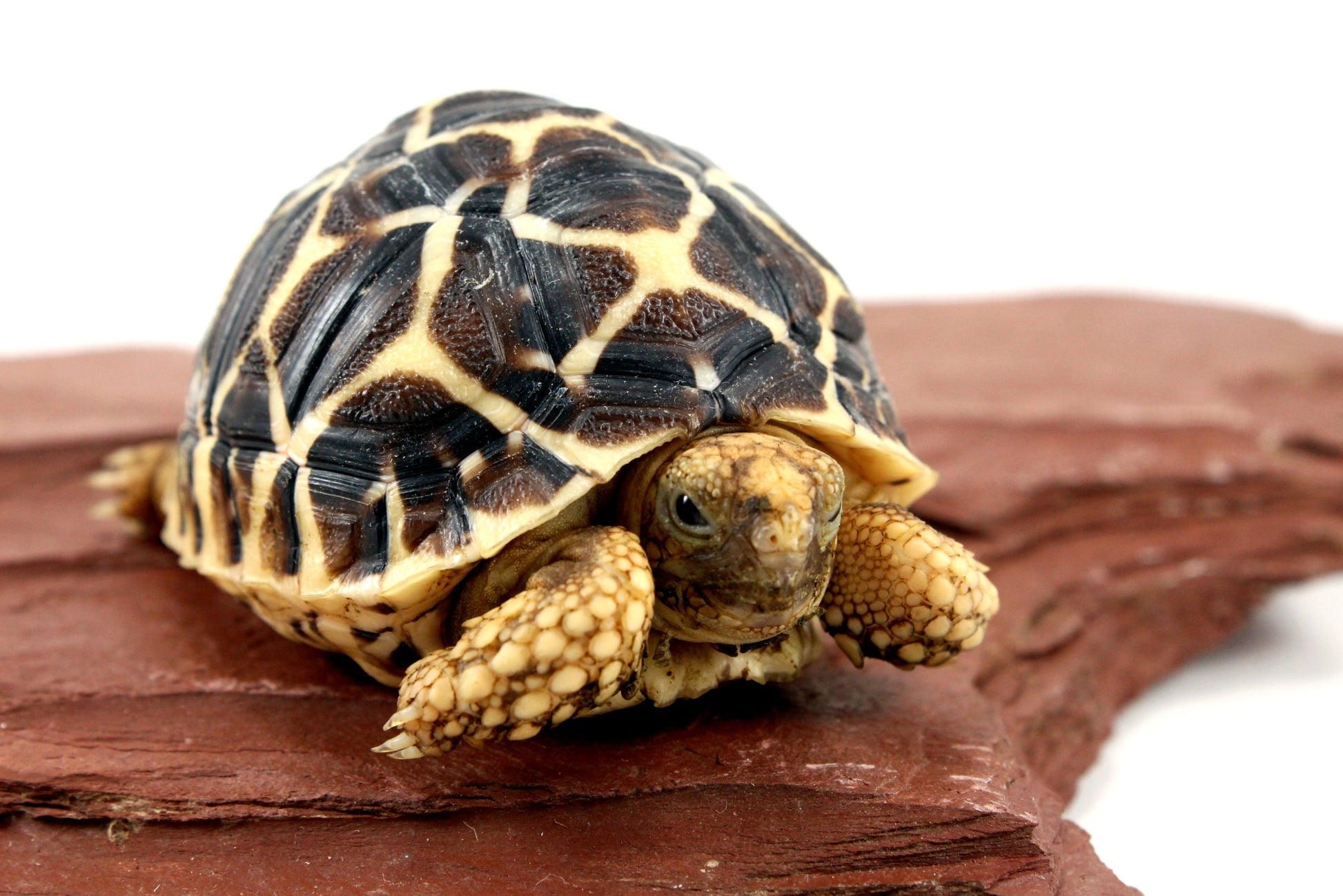 Indian Star Tortoise All Reptiles
