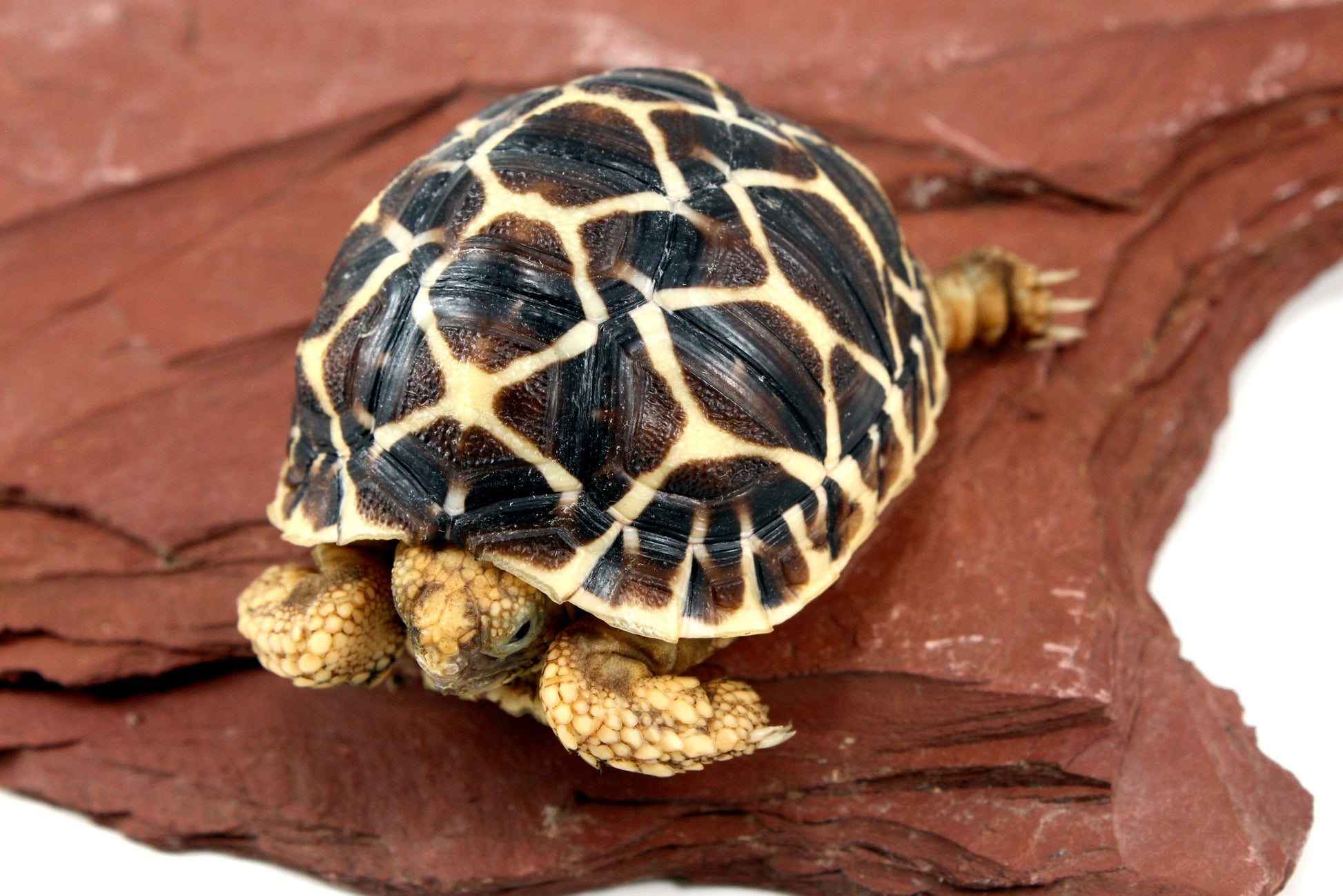 Indian Star Tortoise All Reptiles