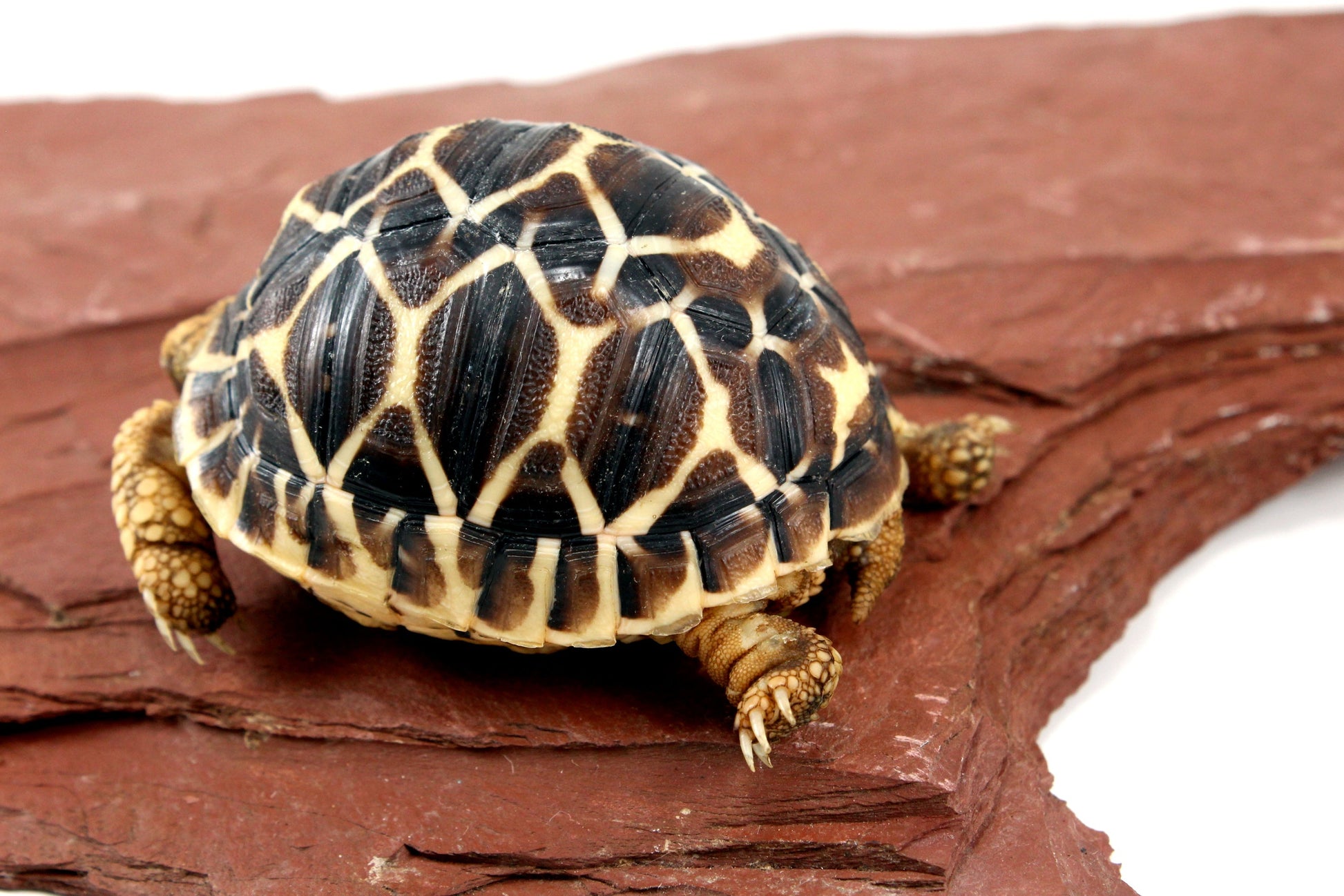 Indian Star Tortoise All Reptiles
