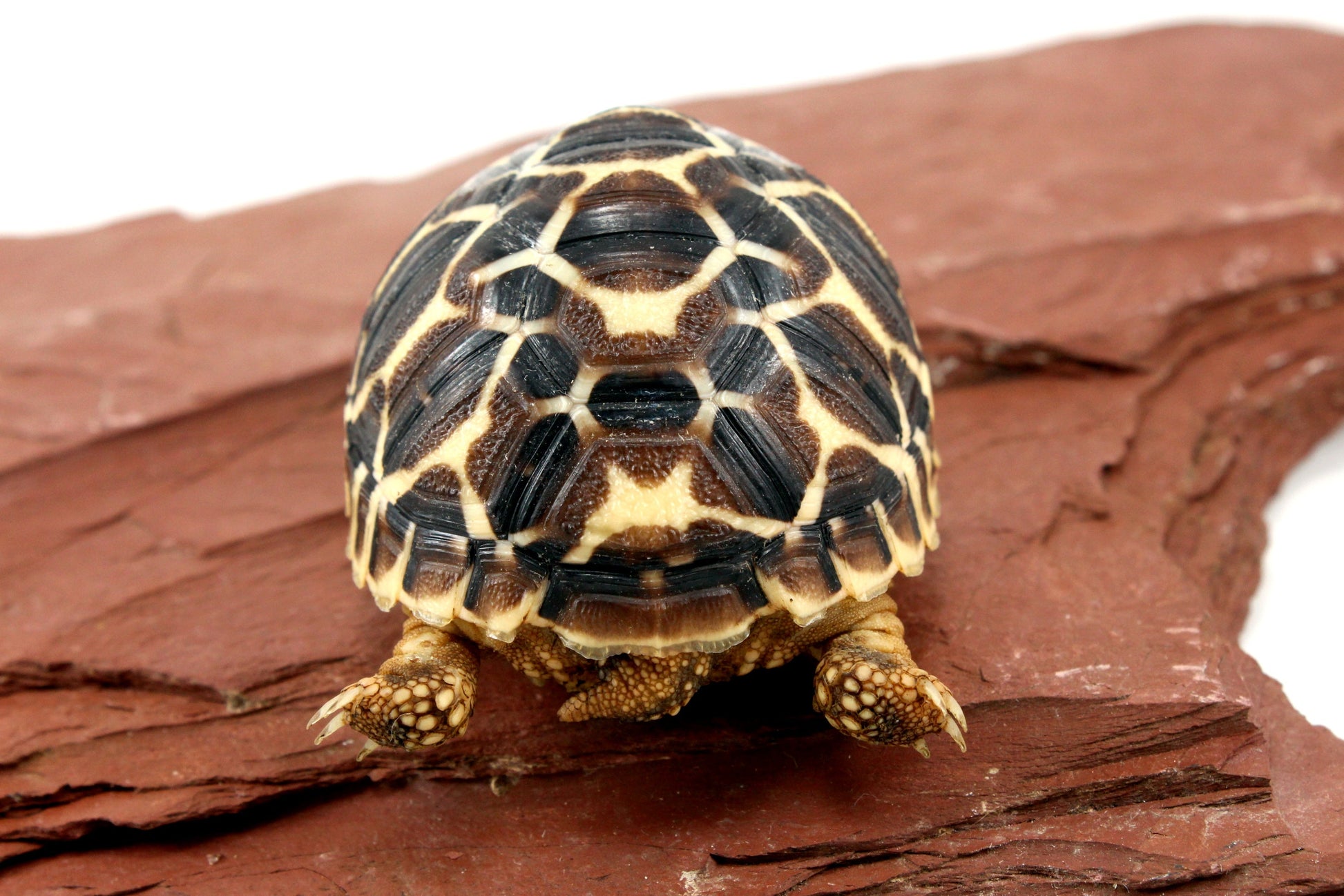 Indian Star Tortoise All Reptiles