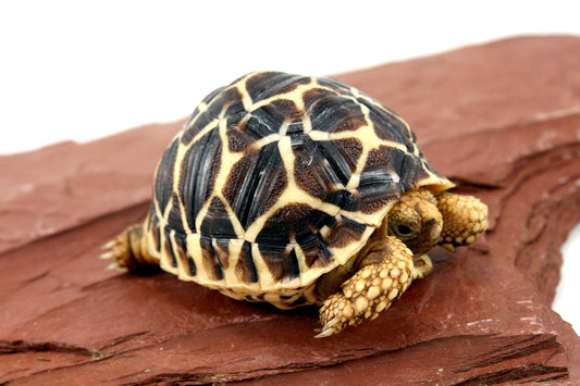 Indian Star Tortoise All Reptiles