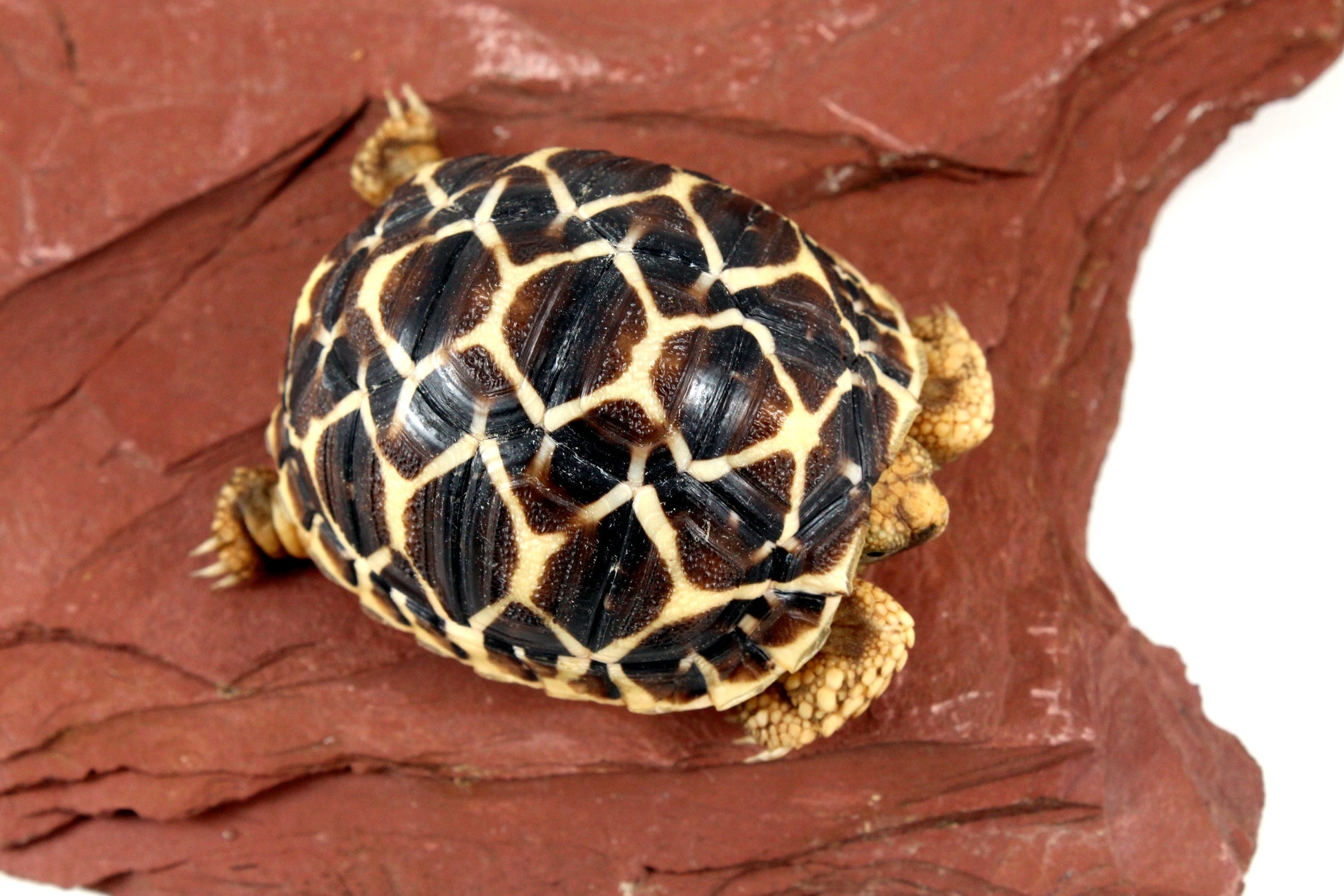 Indian Star Tortoise All Reptiles