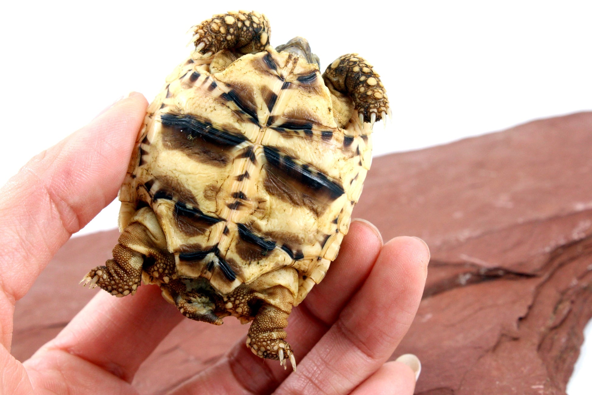 Indian Star Tortoise All Reptiles