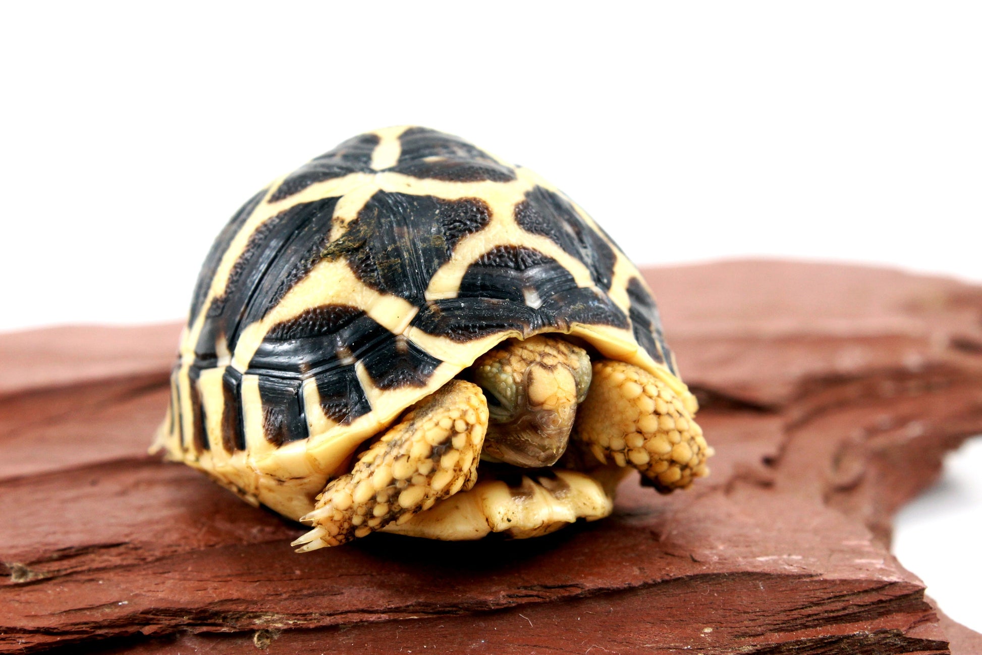 Indian Star Tortoise All Reptiles