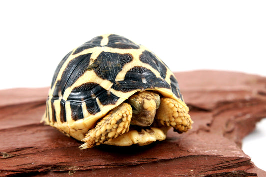 Indian Star Tortoise All Reptiles