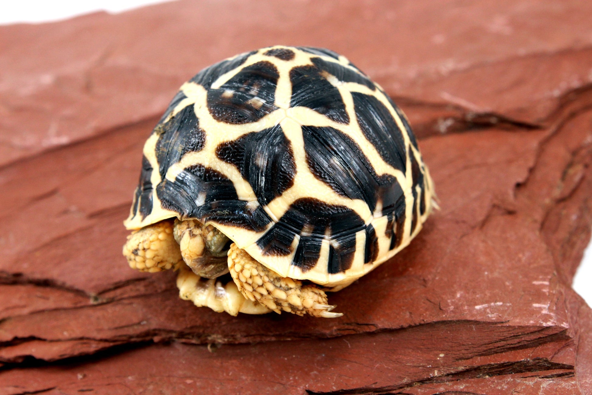 Indian Star Tortoise All Reptiles