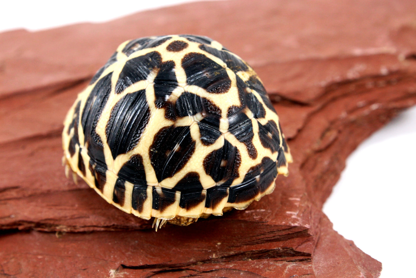 Indian Star Tortoise All Reptiles