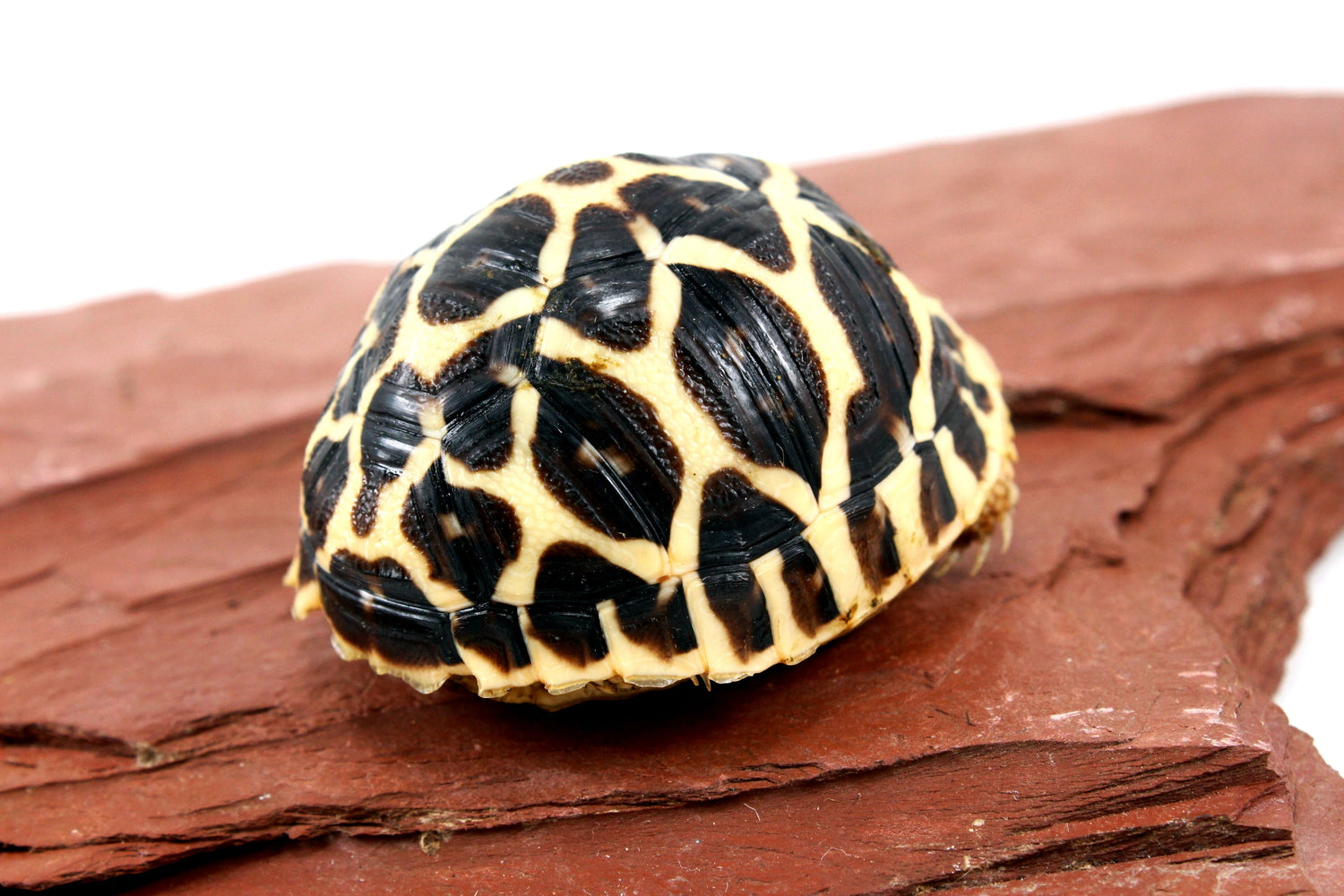 Indian Star Tortoise All Reptiles