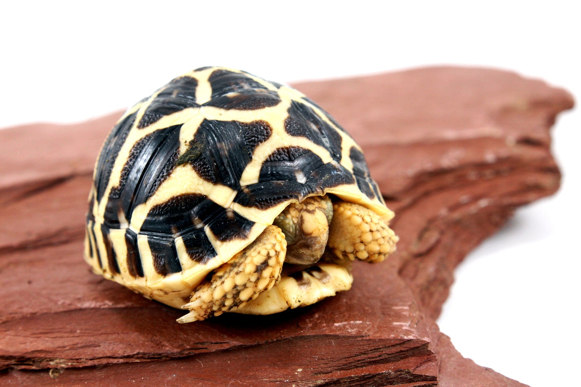 Indian Star Tortoise All Reptiles