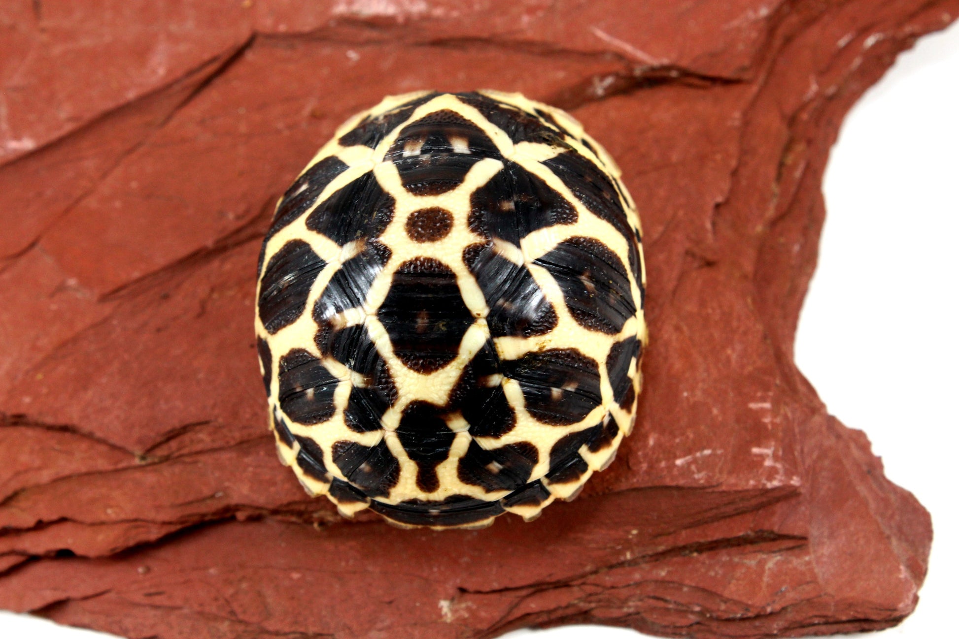 Indian Star Tortoise All Reptiles