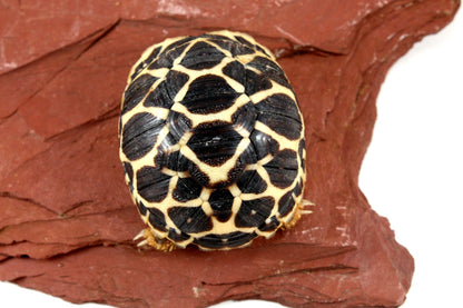 Indian Star Tortoise All Reptiles