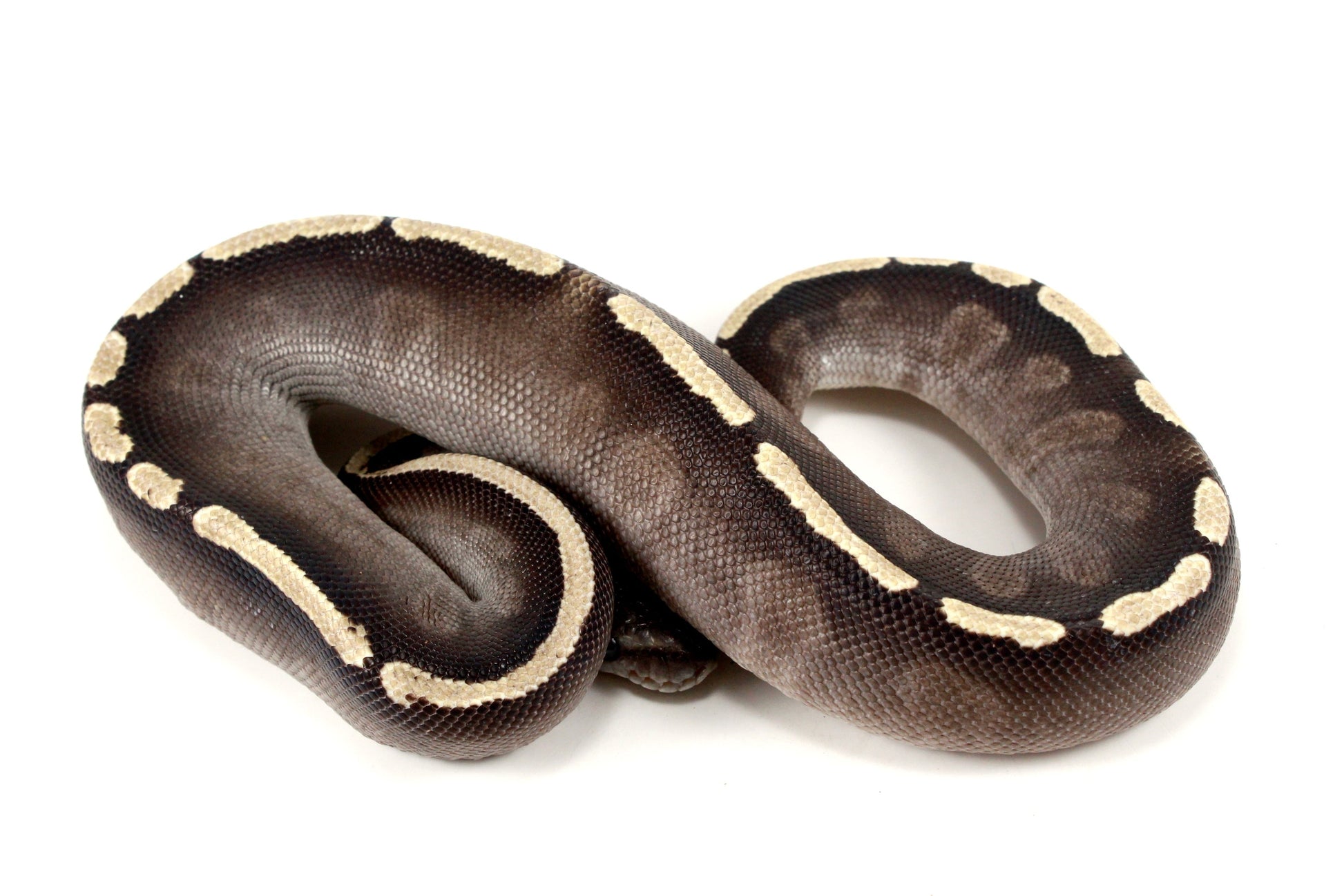 Black Pastel GHI Mojave Ball Python All Reptiles