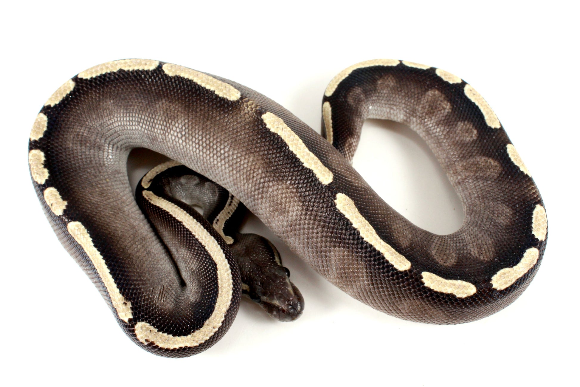 Black Pastel GHI Mojave Ball Python All Reptiles