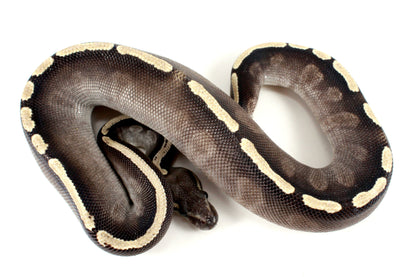 Black Pastel GHI Mojave Ball Python All Reptiles