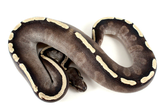 Black Pastel GHI Mojave Ball Python All Reptiles