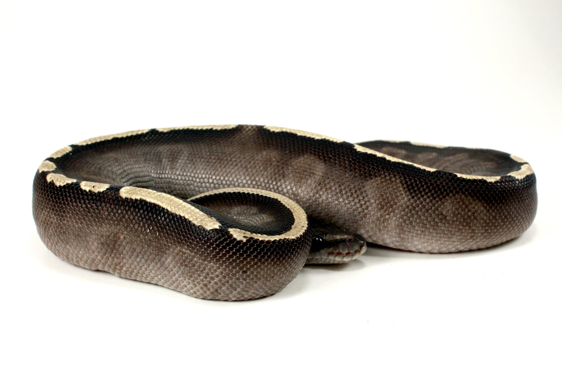 Black Pastel GHI Mojave Ball Python All Reptiles