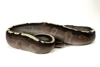 Black Pastel GHI Mojave Ball Python All Reptiles