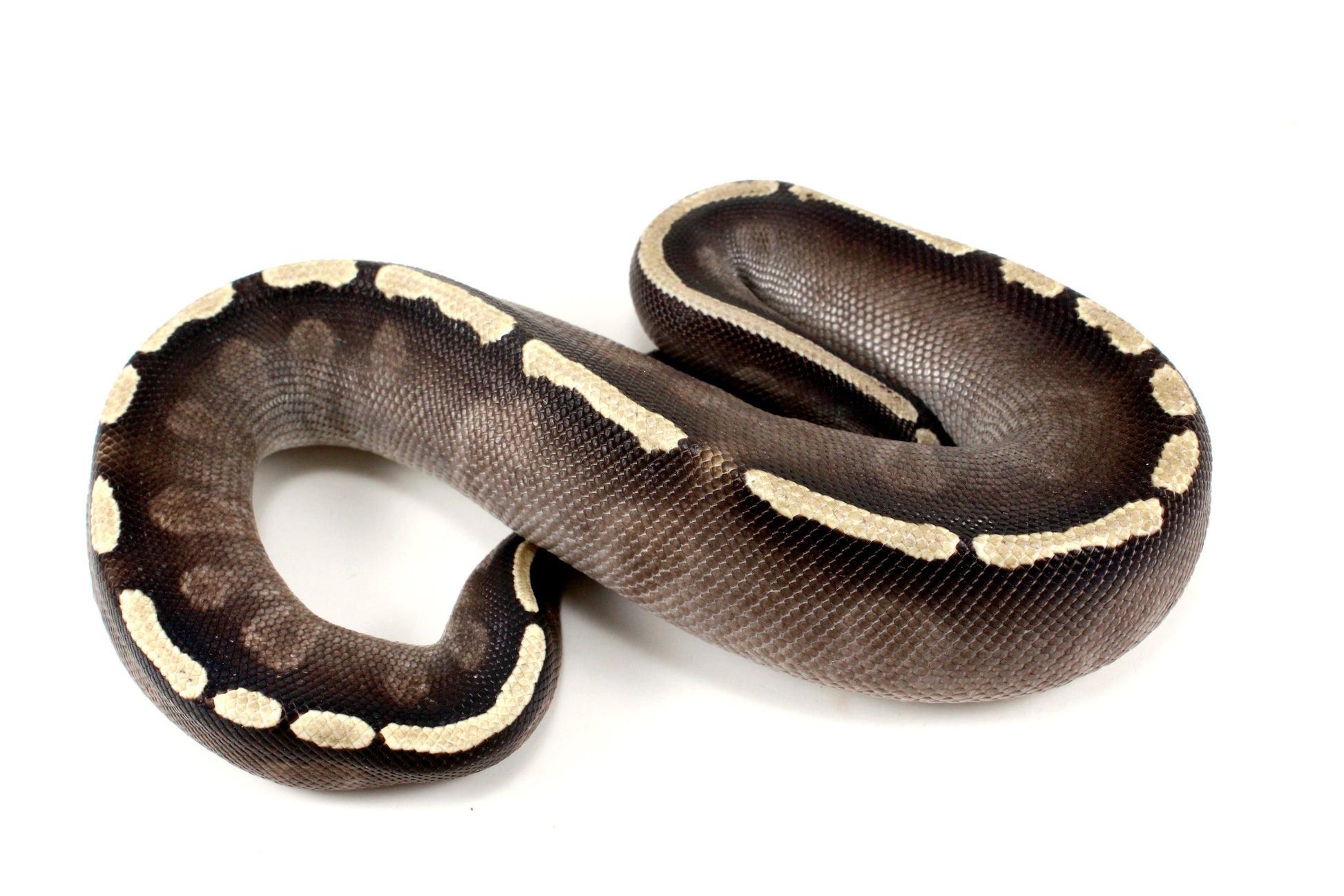 Black Pastel GHI Mojave Ball Python All Reptiles