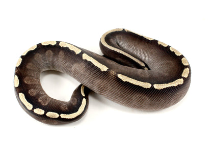 Black Pastel GHI Mojave Ball Python All Reptiles