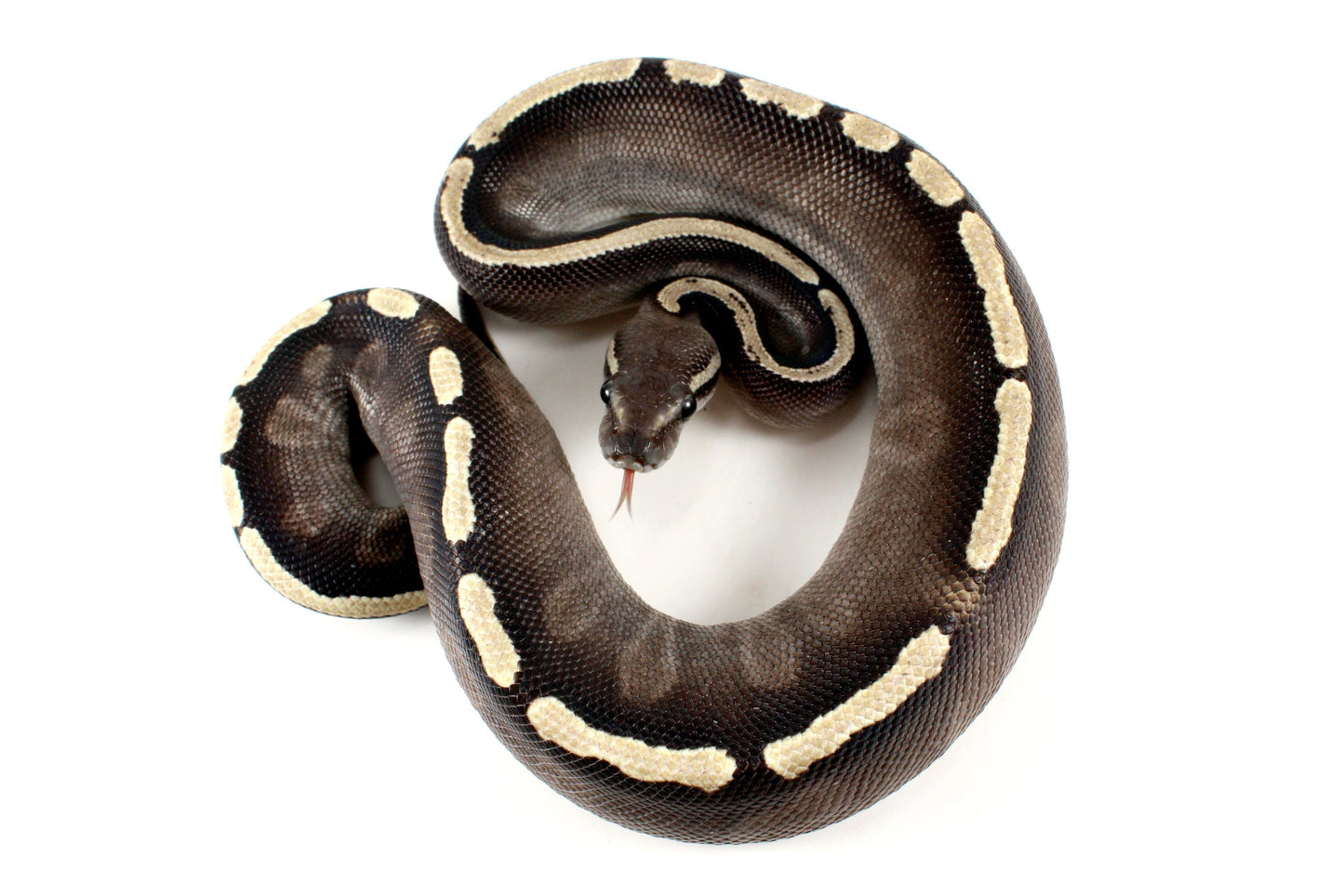 Black Pastel GHI Mojave Ball Python All Reptiles