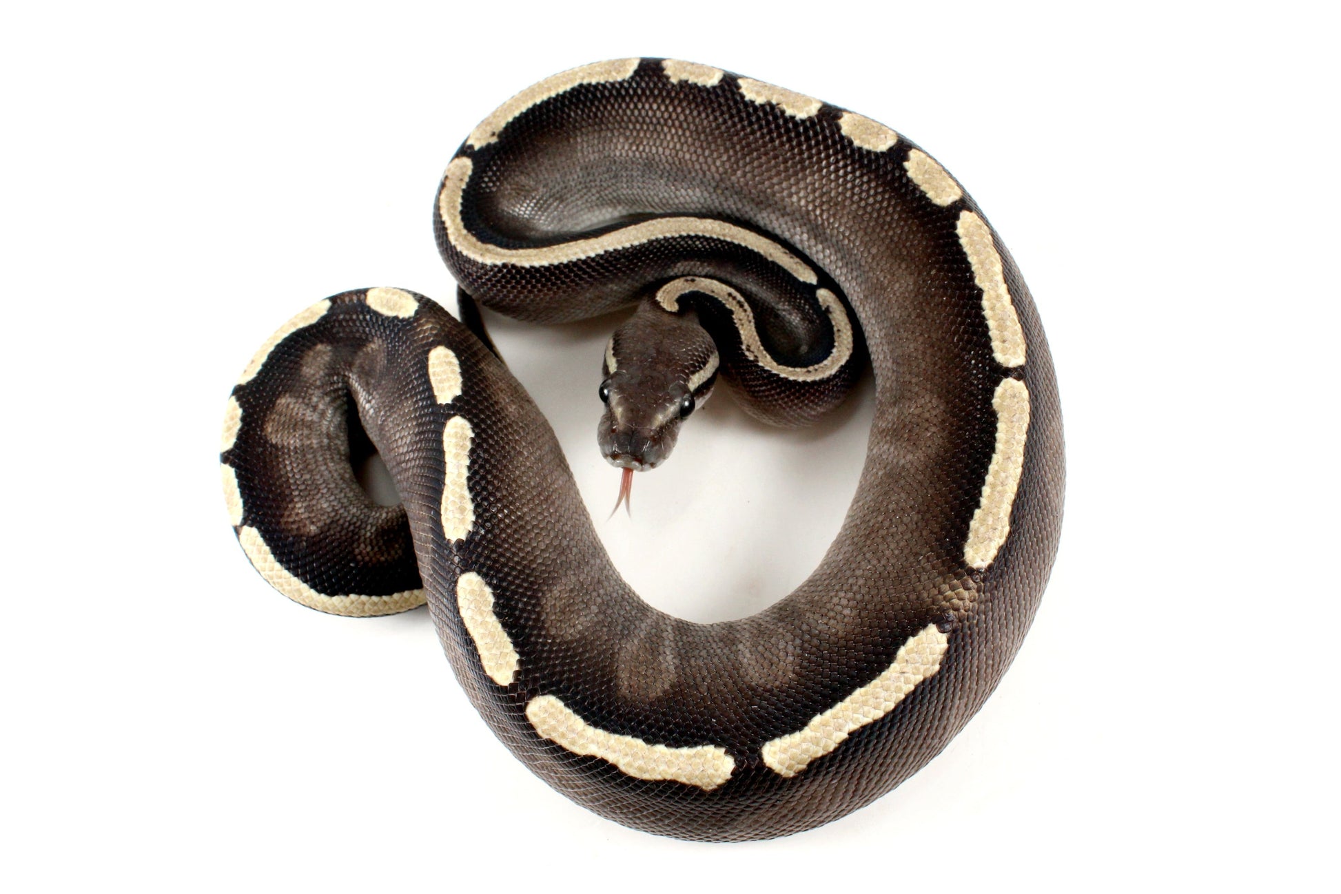 Black Pastel GHI Mojave Ball Python All Reptiles
