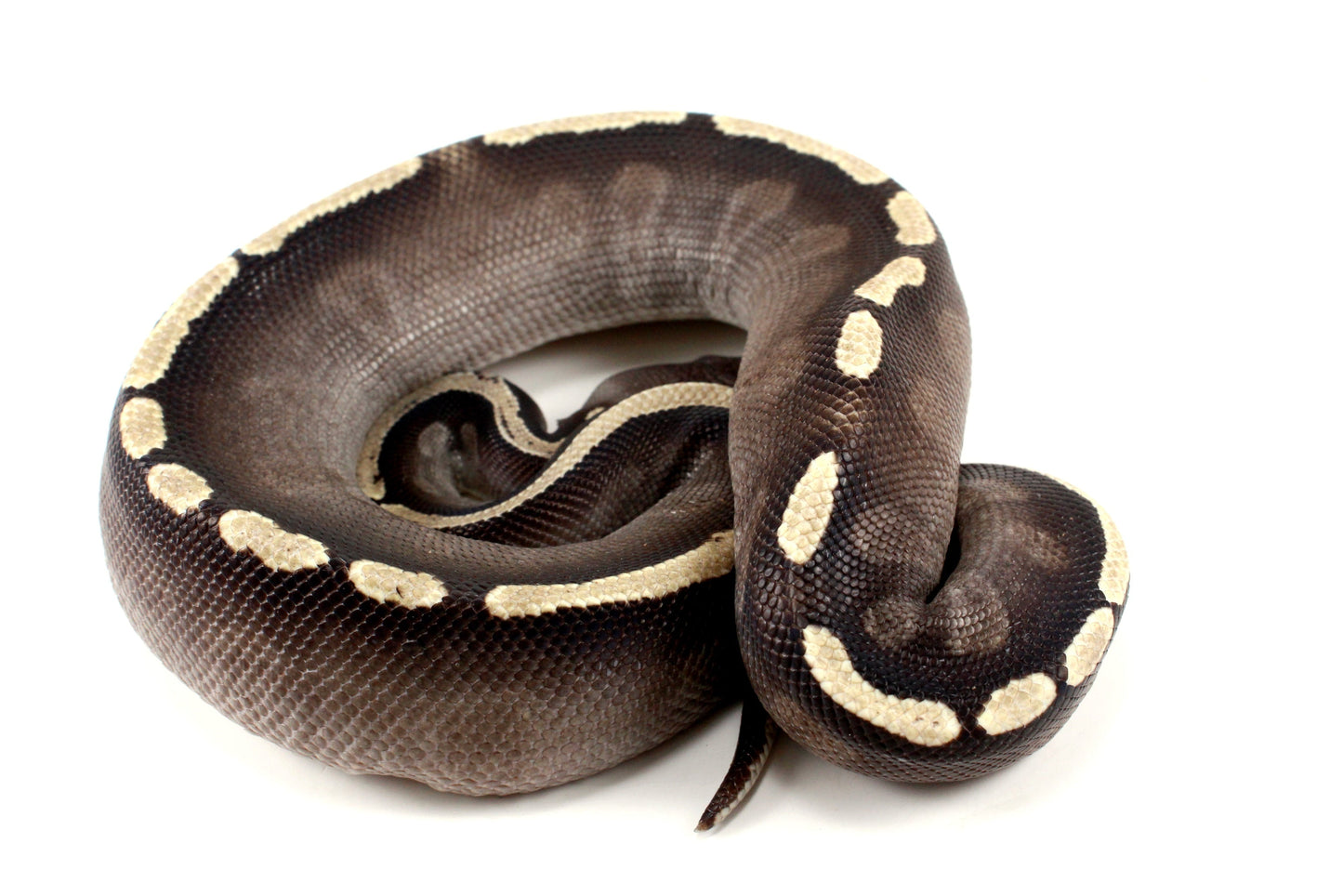 Black Pastel GHI Mojave Ball Python All Reptiles