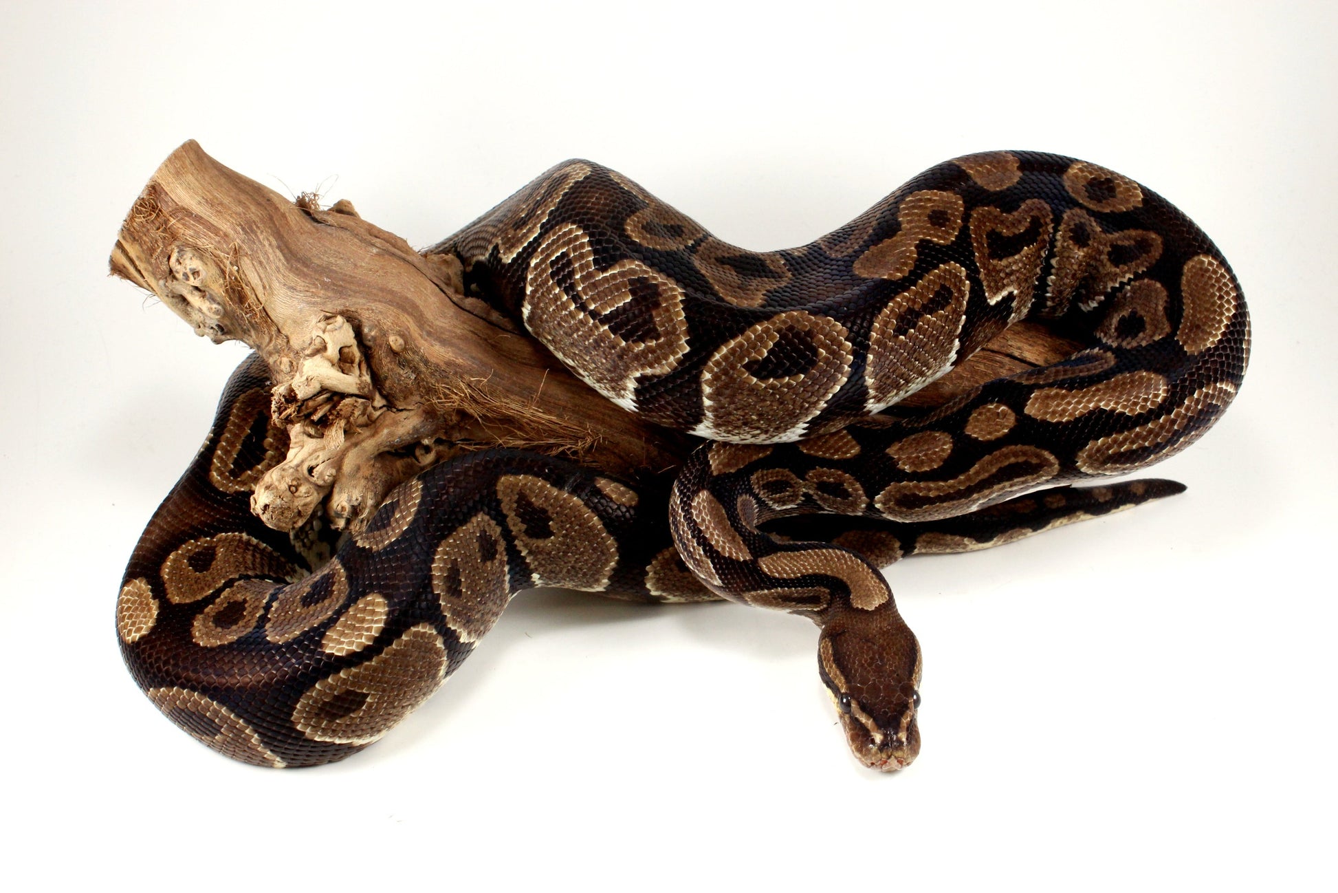 Classic Adult Ball Python All Reptiles