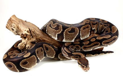 Classic Adult Ball Python All Reptiles