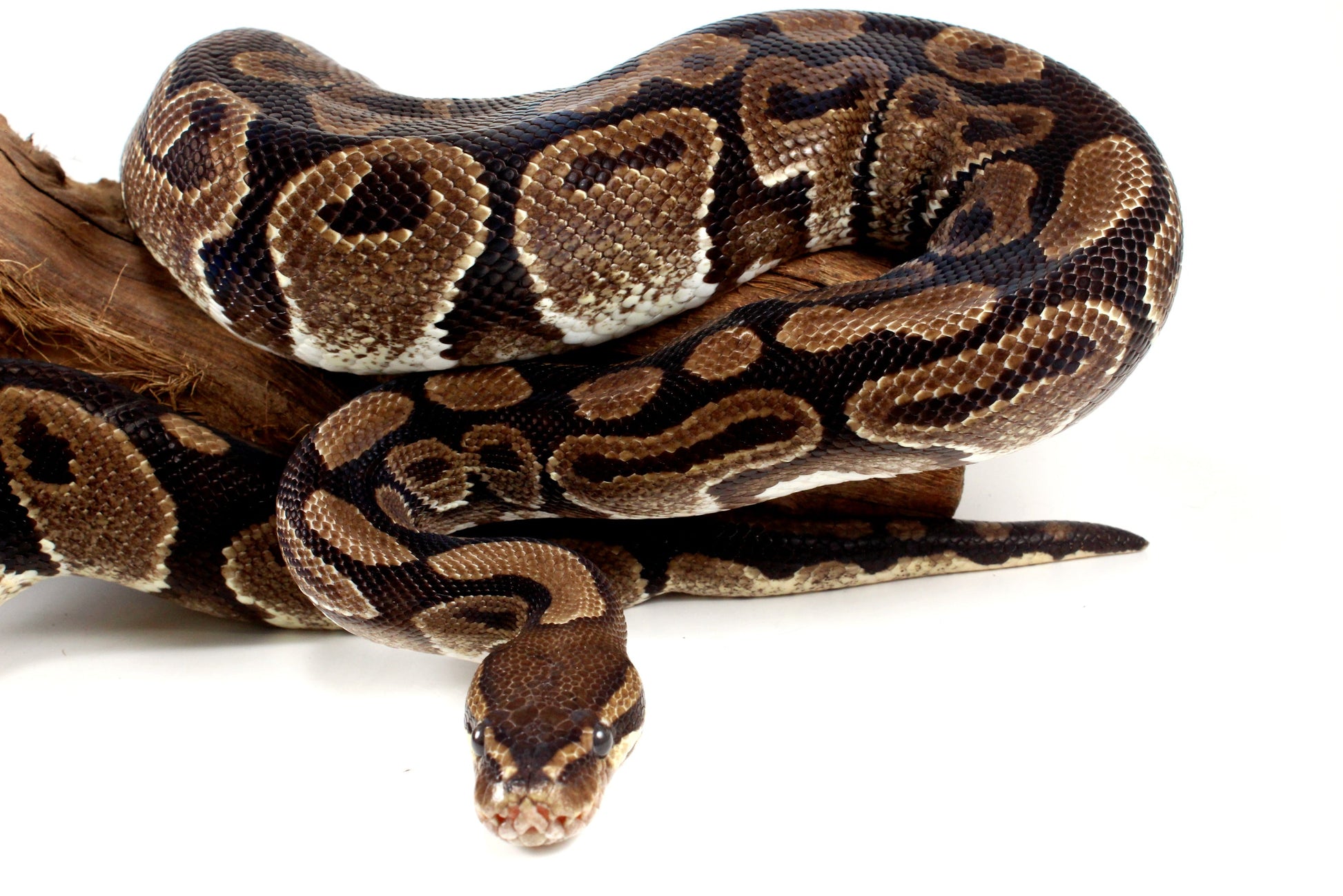 Classic Adult Ball Python All Reptiles