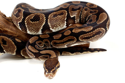 Classic Adult Ball Python All Reptiles