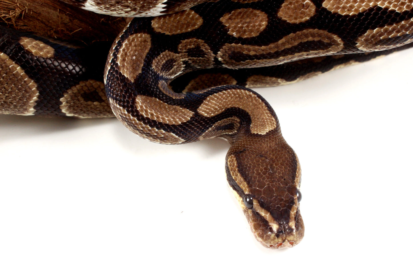 Classic Adult Ball Python All Reptiles