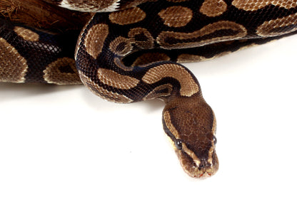 Classic Adult Ball Python All Reptiles
