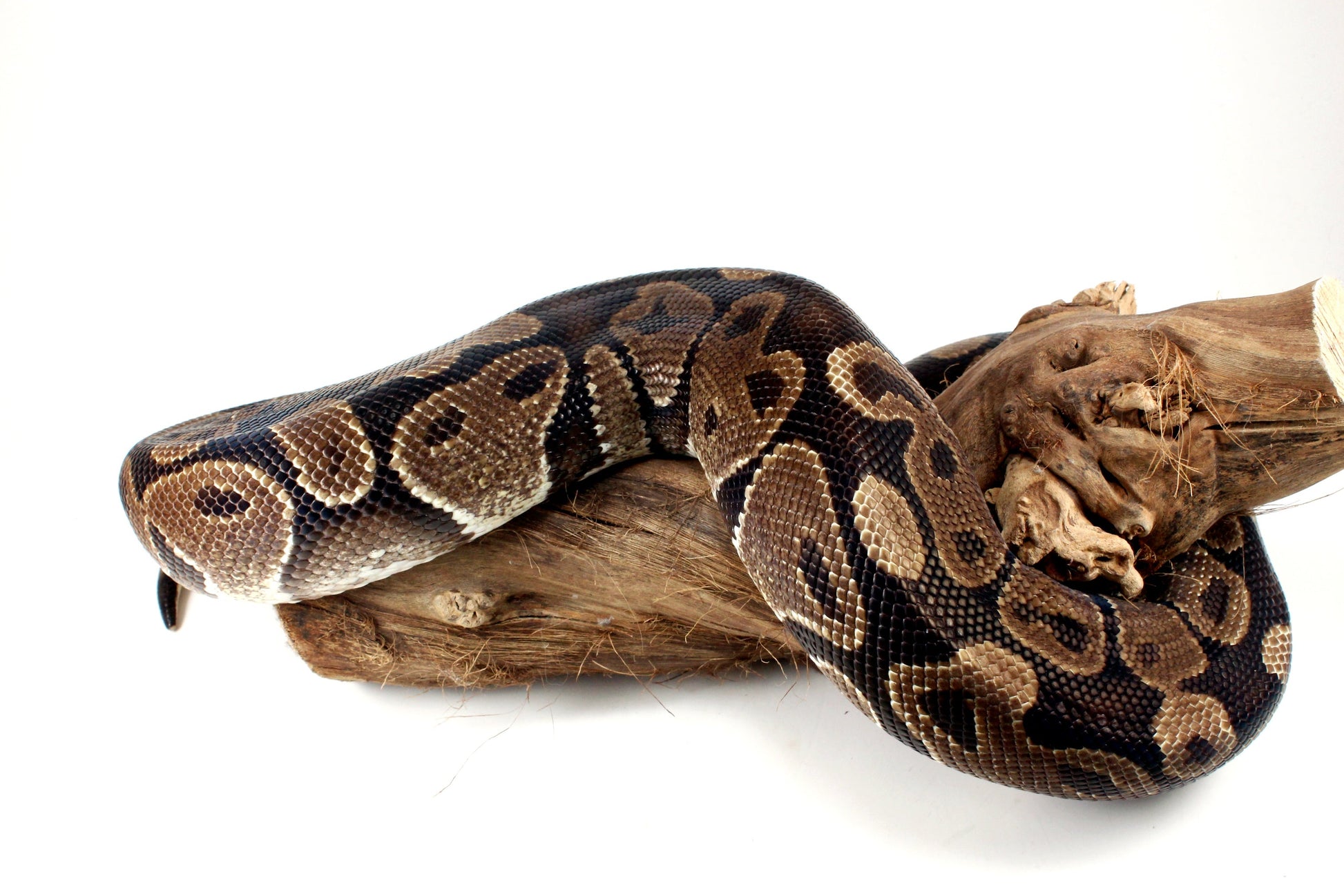 Classic Adult Ball Python All Reptiles