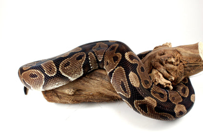 Classic Adult Ball Python All Reptiles