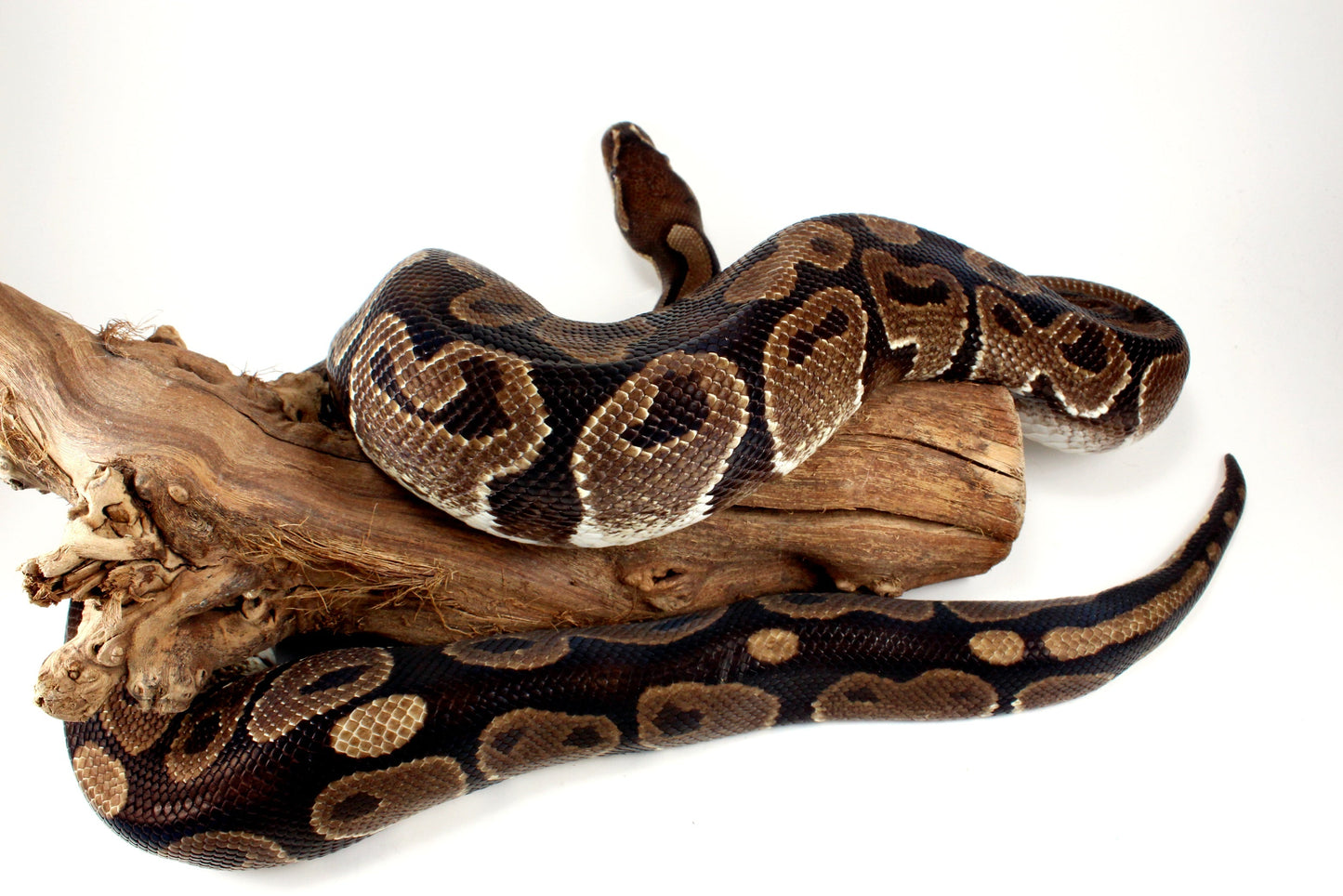 Classic Adult Ball Python All Reptiles